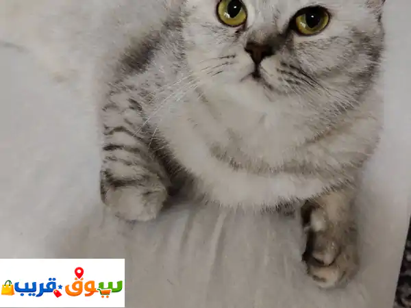 فرصة العمر! 🐾 قطط للتبني (ولد وبنت) في الشارقة...