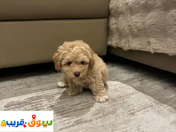 Maltipoo puppy