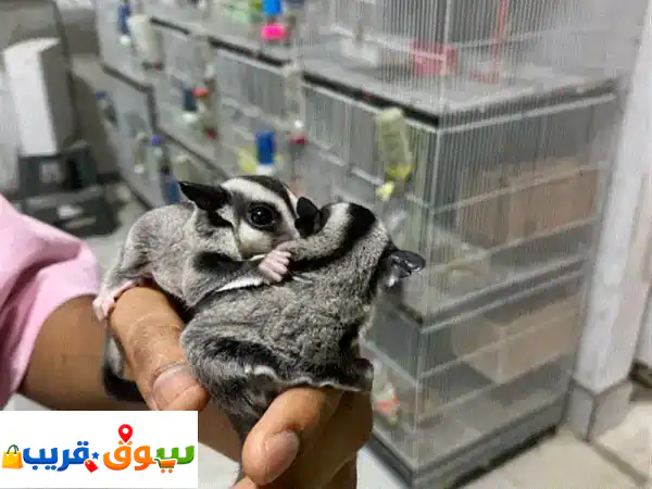 شوقر في عمر شهرين