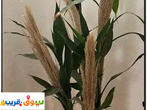 اكتشف جمال الطبيعة: نباتات داخلية وخارجية للبيع - معتنى بها وبأسعار لا تفوت!