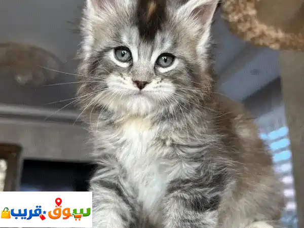 male and female maincoons kittens  whatssap  +971569299832