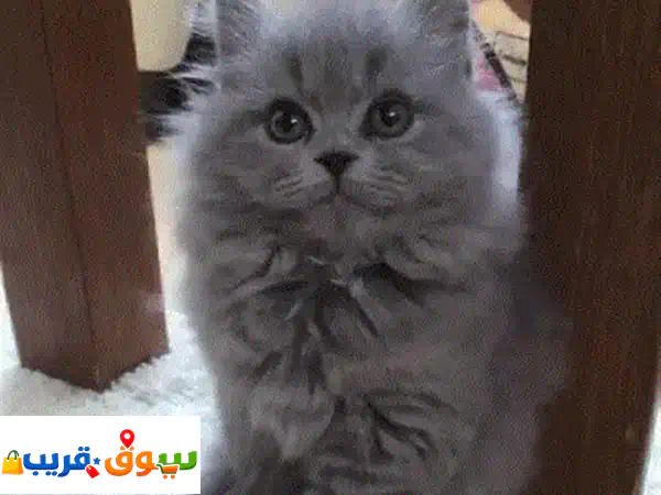Persian kitten blue delivery available