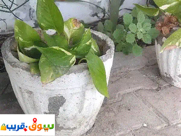 healthy money plants in cemented pot
