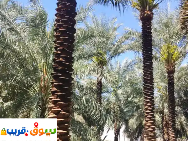 نخل عربي أصيل للبيع: جمال، استثمار، ومستقبل أخضر -...
