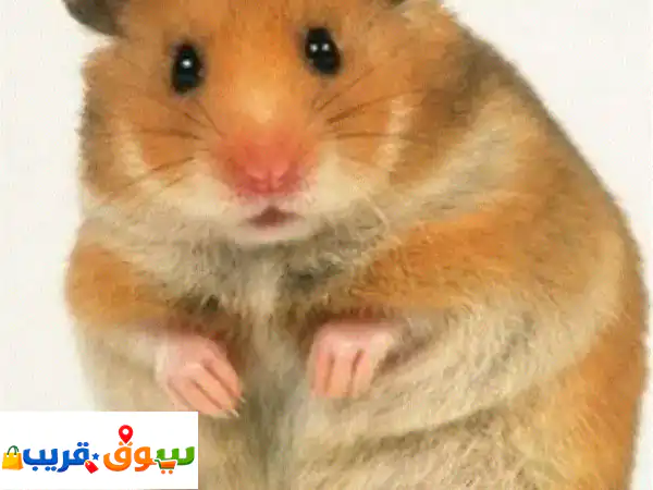 syrian hamster