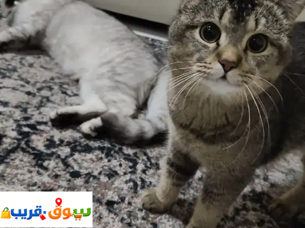 فرصة العمر! 🐾 قطط للتبني (ولد وبنت) في الشارقة | التعاون | مجانًا!