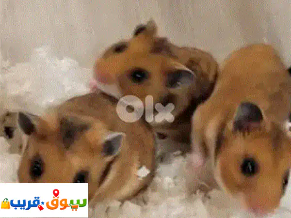 syrian hamster