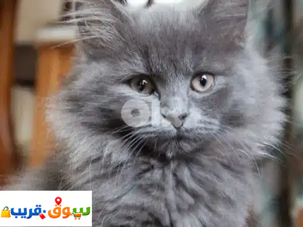 Persian kitten blue delivery available