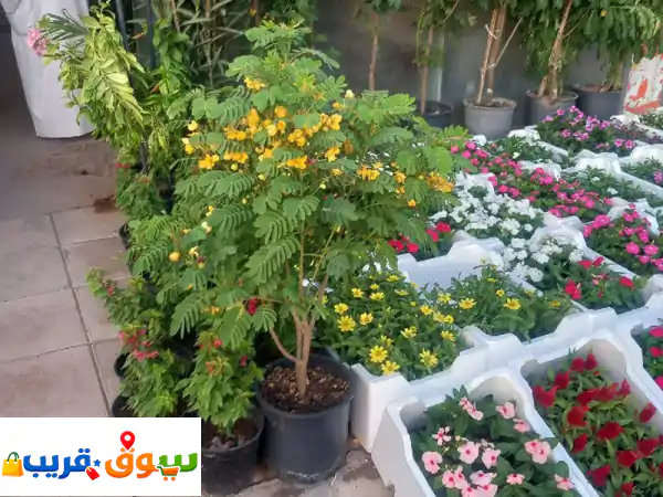 حديقتك حلم؟ نصممها لك! | تنسيق، عشب، ملاعب، ري، صيانة - خبراء لاندسكيب