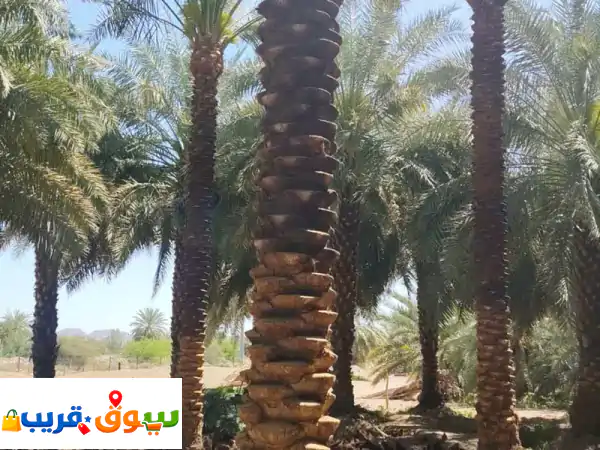 نخل عربي أصيل للبيع: جمال، استثمار، ومستقبل أخضر - جميع المقاسات متوفرة!