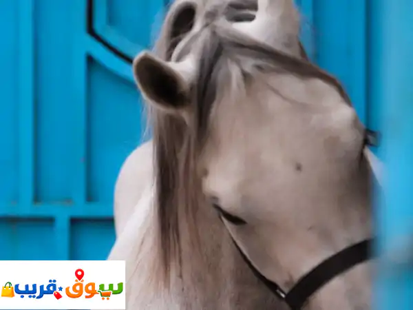 مصور علي الخليدي: إبداع فوتوغرافي وسينمائي | لأعراسكم، فعالياتكم وإعلاناتكم بجودة لا تُضاهى!