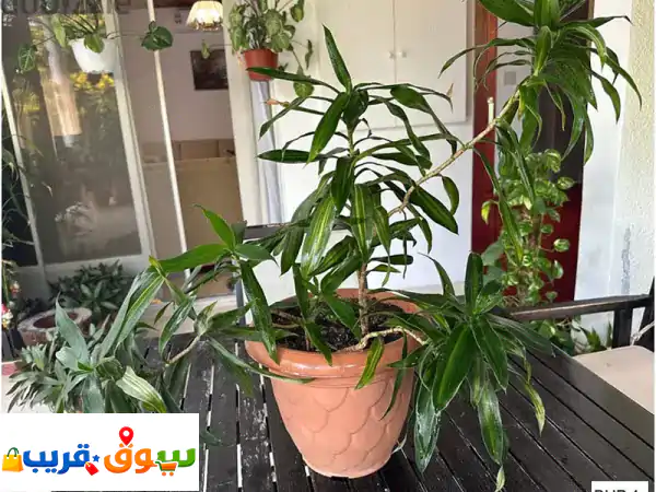 اكتشف جمال الطبيعة: نباتات داخلية وخارجية للبيع...