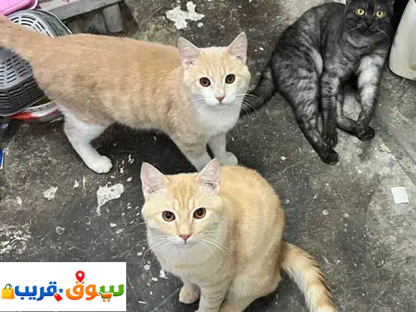 فرصة تبني قطط جميلة وعاجلة | أنقذ أرواحًا بريئة...