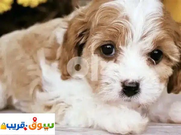 جرو مالتيبو كيوت مستورد للبيع 🌟 رفيقك المثالي...