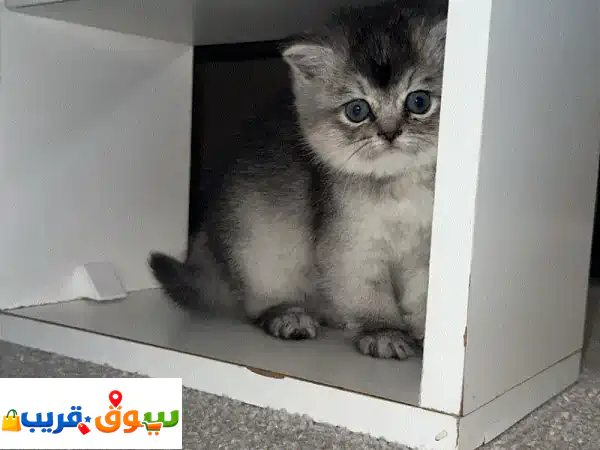 بريتش سكوتش