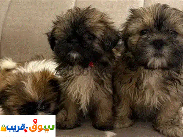 Maltipoo puppy