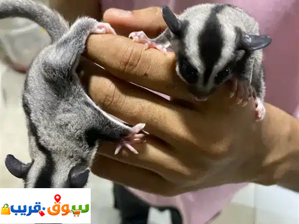 شوقر في عمر شهرين