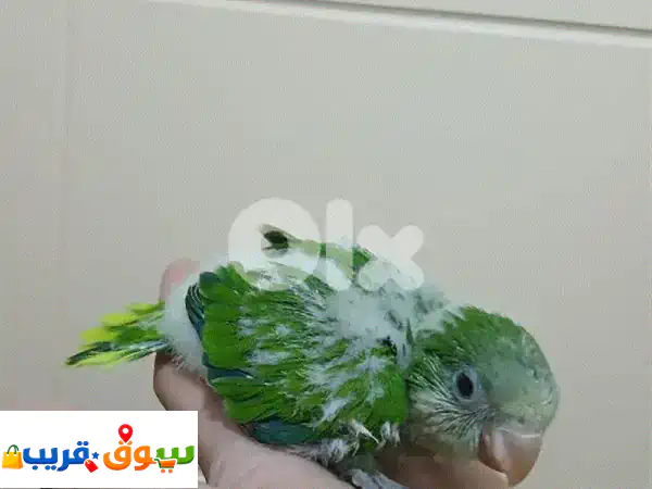 فراخ كويكر اخضر تزقيم
