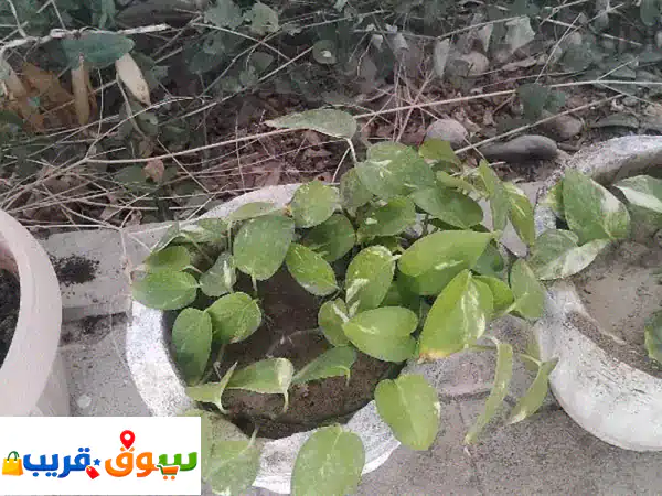 healthy money plants in cemented pot