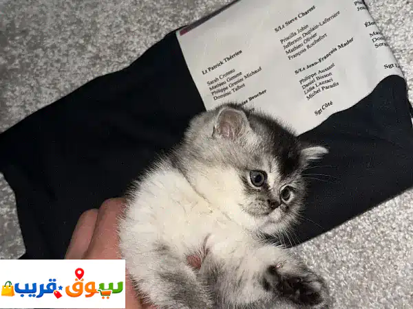 بريتش سكوتش