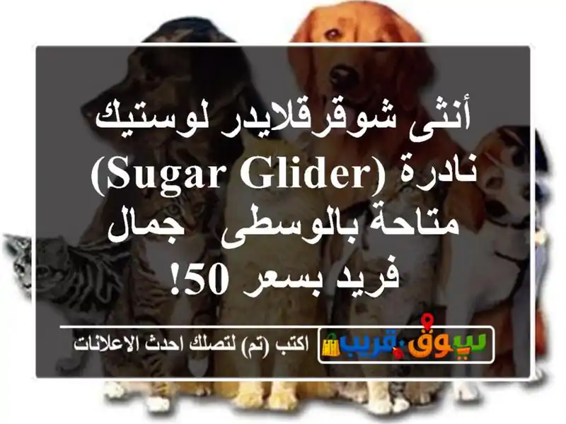 أنثى شوقرقلايدر لوستيك نادرة (Sugar Glider) متاحة بالوسطى...