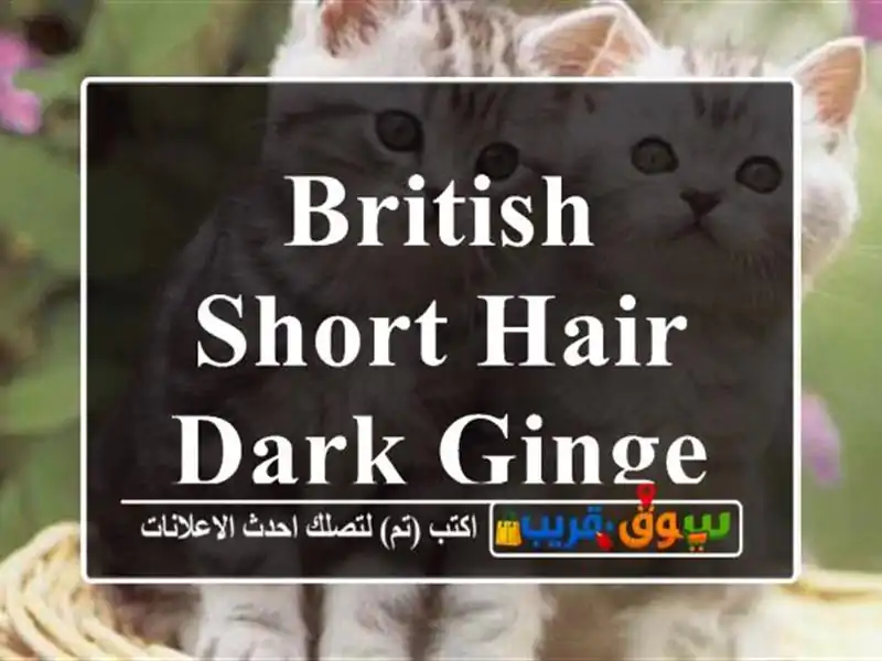 british short hair dark ginger