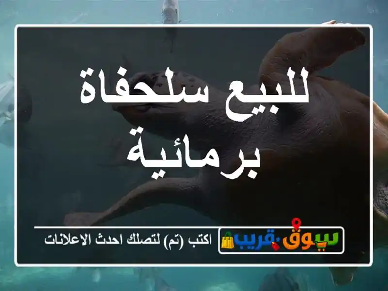 للبيع سلحفاة برمائية