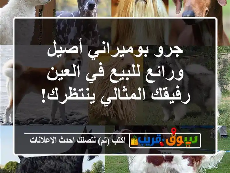 جرو بوميراني أصيل ورائع للبيع في العين - رفيقك...
