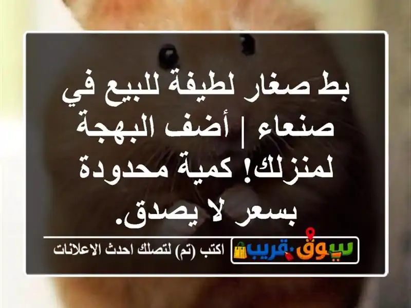 بط صغار لطيفة للبيع في صنعاء | أضف البهجة لمنزلك!...