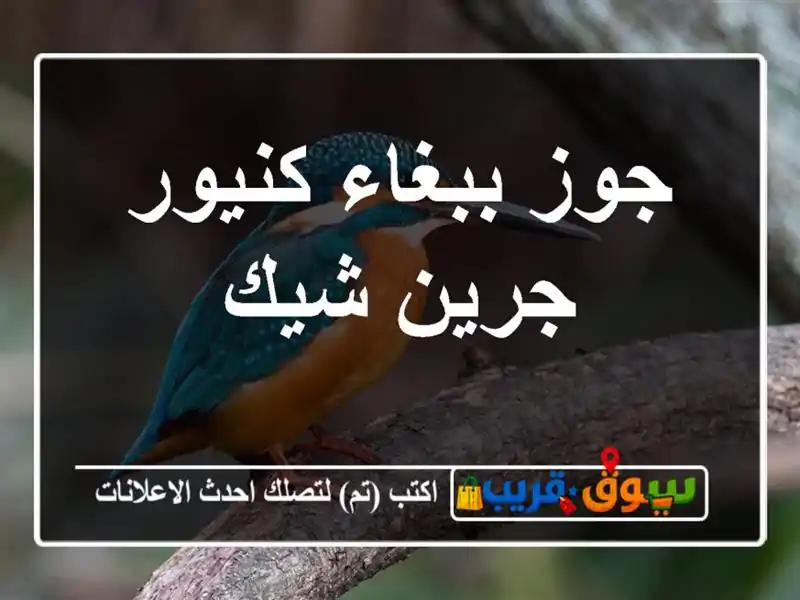 جوز ببغاء كنيور جرين شيك