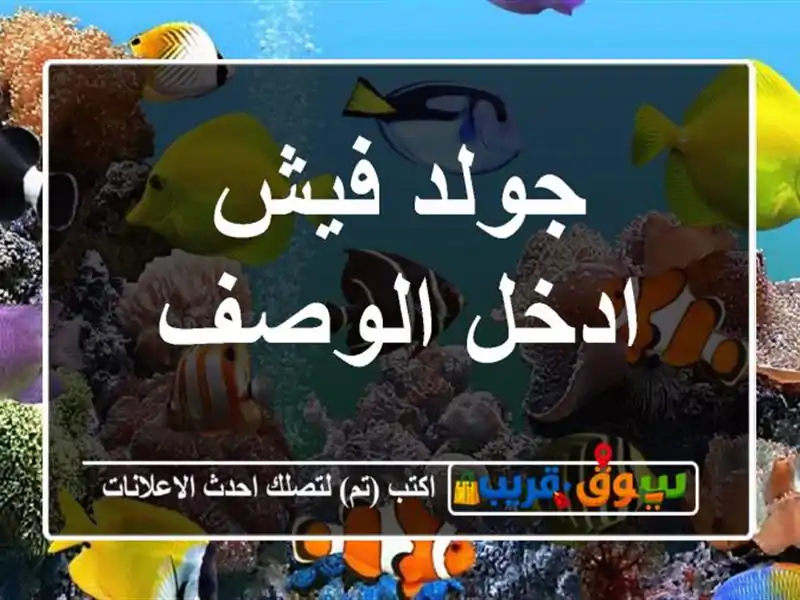 جولد فيش ادخل الوصف