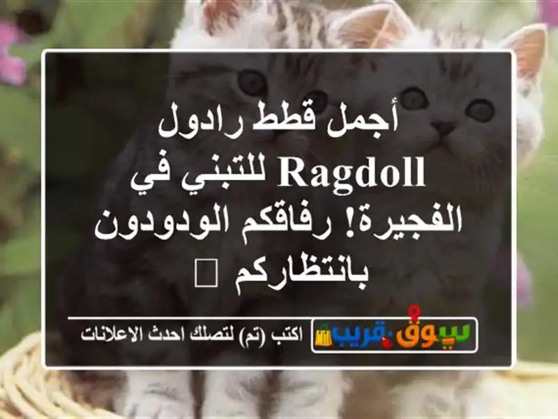 أجمل قطط رادول Ragdoll للتبني في الفجيرة! رفاقكم...