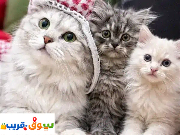 persian