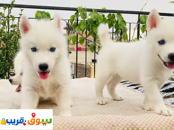 سيبيريان هاسكي للبيع: ذكور وإناث | جمال وفاء لا يقاوم!