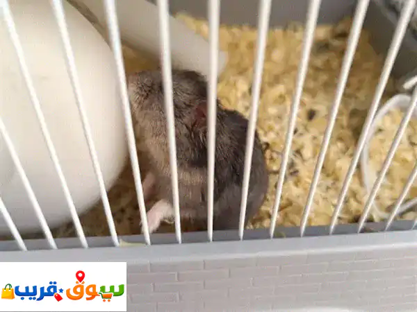 هامستر صغير للبيع: رفيقك المرح والمُدلل ينتظرك!...