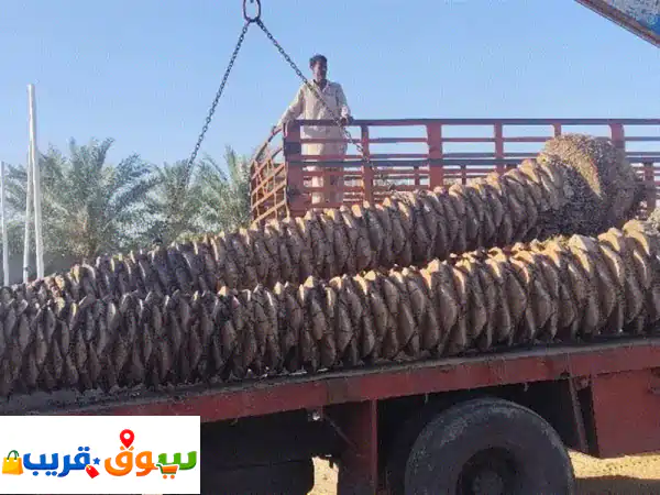 اجعل حديقتك قصة خضراء: نخيل وأشجار زينة لكل الأحلام...