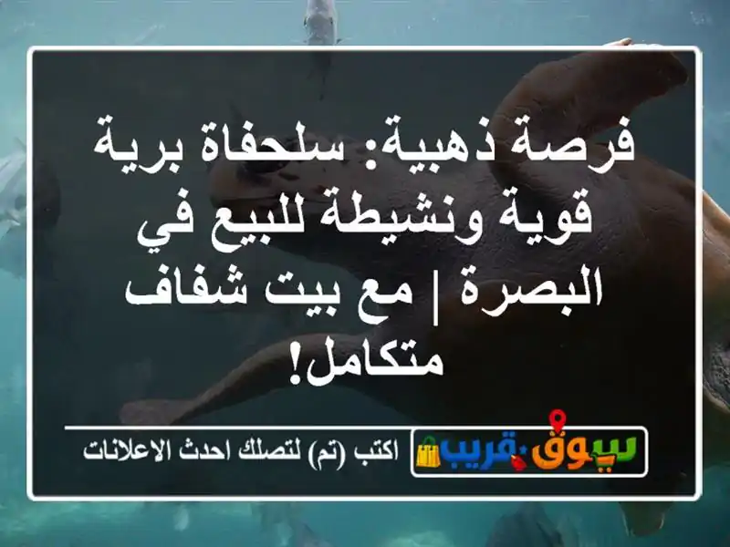 فرصة ذهبية: سلحفاة برية قوية ونشيطة للبيع في البصرة...