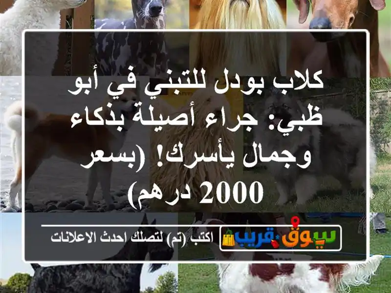كلاب بودل للتبني في أبو ظبي: جراء أصيلة بذكاء...