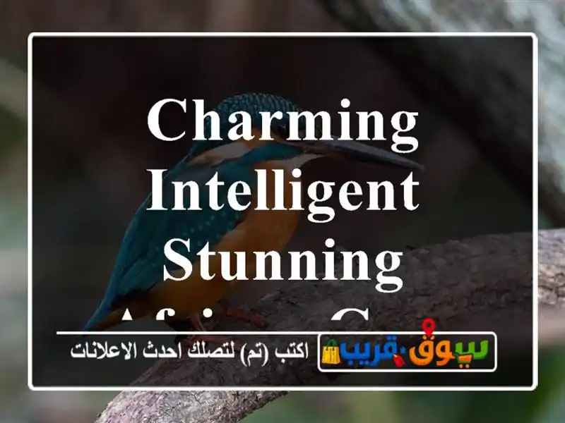 Charming, intelligent, Stunning African Grey Parrot for Sale