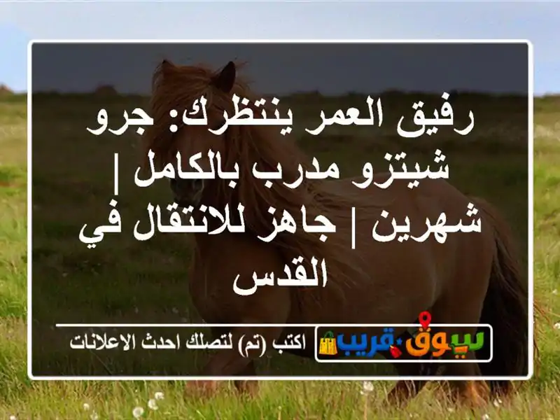 رفيق العمر ينتظرك: جرو شيتزو مدرب بالكامل | شهرين |...