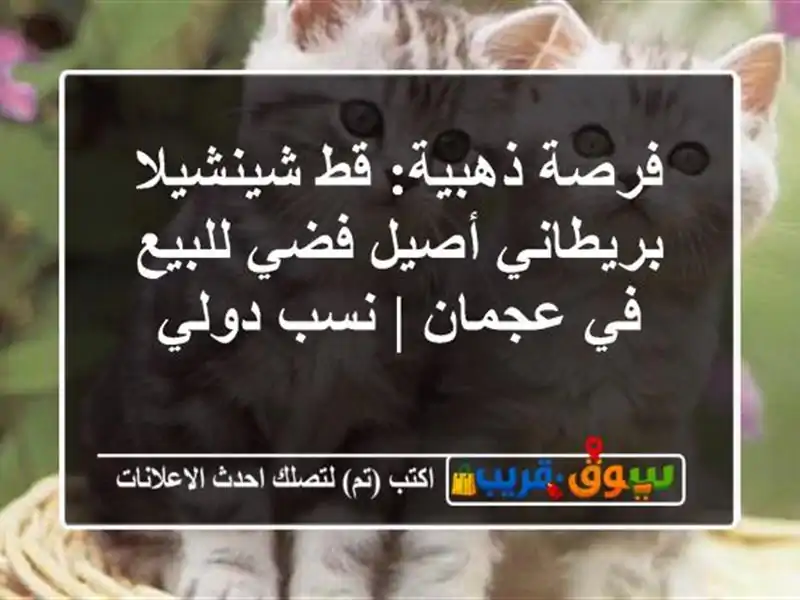 فرصة ذهبية: قط شينشيلا بريطاني أصيل فضي للبيع في...