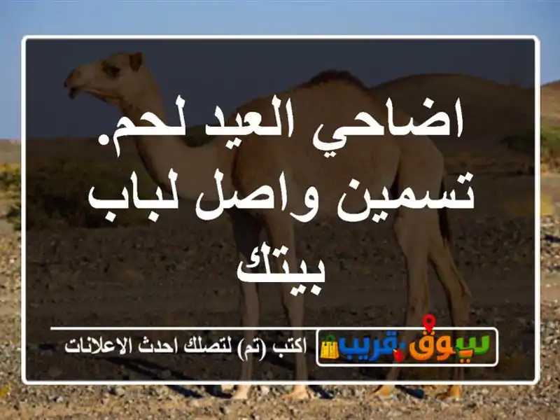 اضاحي العيد لحم. تسمين واصل لباب بيتك