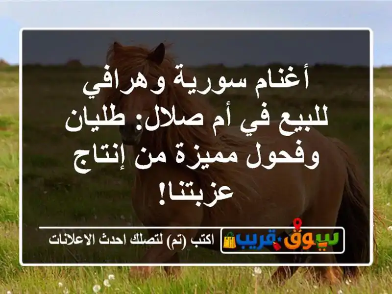 أغنام سورية وهرافي للبيع في أم صلال: طليان وفحول...