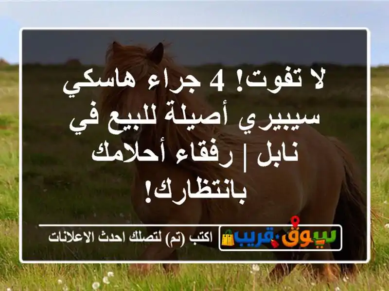 لا تفوت! 4 جراء هاسكي سيبيري أصيلة للبيع في نابل |...