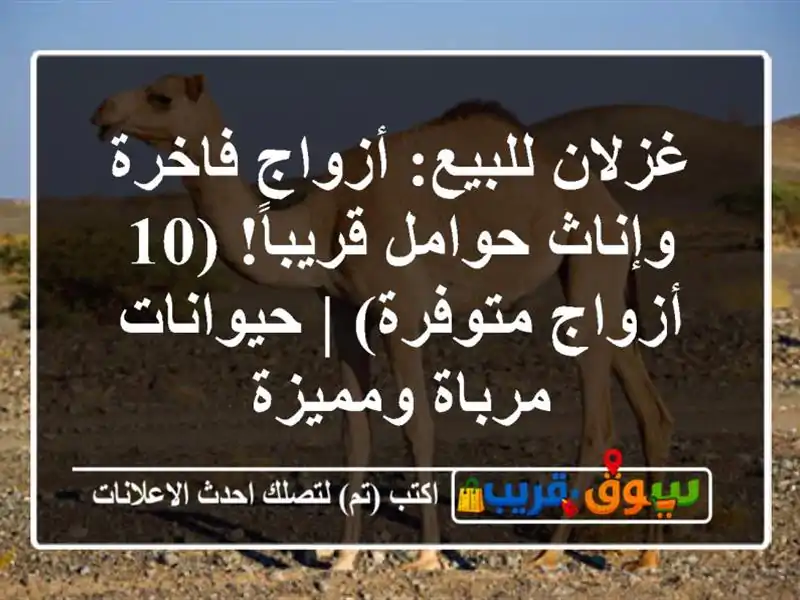 غزلان للبيع: أزواج فاخرة وإناث حوامل قريباً! (10...