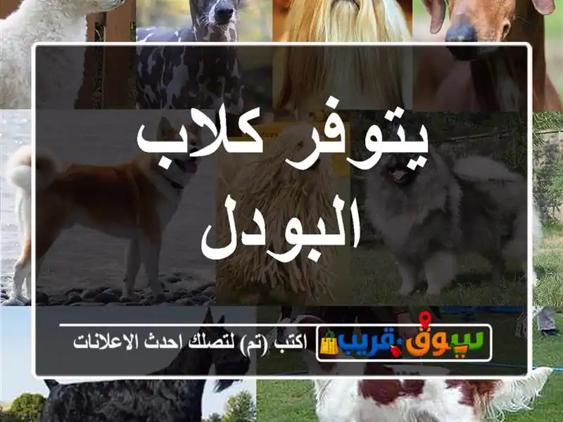 يتوفر كلاب البودل