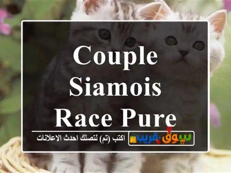 couple siamois race pure