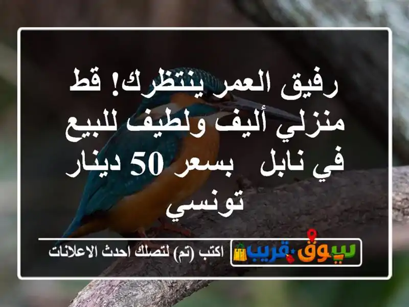 رفيق العمر ينتظرك! قط منزلي أليف ولطيف للبيع في نابل...