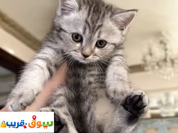 قطط للبيع في قطر | شيرازي بريطاني مكس | أشقاء بعمر شهرين