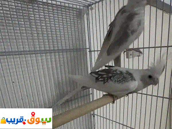 فرصة لا تعوض! 🕊️ زوج كوكتيل ألبينو منتج للبيع بسعر 45 دينار فقط! | متوفر ذكر ألبينو